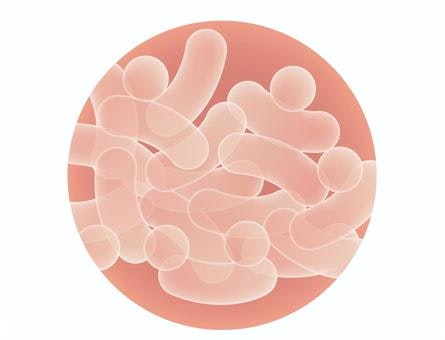 プラズマ乳酸菌に感染予防や疲労回復の効果はある？